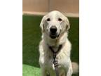 Adopt Claude a Great Pyrenees