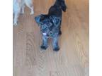 Adopt Amaya a Gray/Blue/Silver/Salt & Pepper Schnauzer (Miniature) / Mixed dog