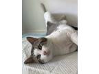 Adopt Gucci 7875 a White Domestic Shorthair / Mixed cat in Dallas, TX (38227811)