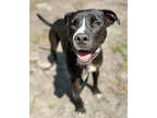 Adopt Jazz a Black Mixed Breed (Large) / Mixed dog in Fernandina Beach