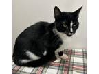 Adopt Jewel a All Black Domestic Shorthair / Mixed cat in Livingston