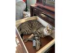 Adopt Jack a Brown Tabby American Shorthair / Mixed (short coat) cat in Rockaway