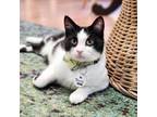 Adopt Tonic a Black & White or Tuxedo Domestic Shorthair (short coat) cat in
