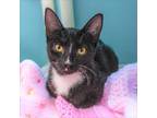 Adopt Medusa a All Black Domestic Shorthair / Mixed cat in Auburn, AL (38308873)
