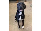 Adopt June a Black Mixed Breed (Large) / Mixed dog in Fernandina Beach