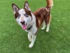 Adopt TAZZ a Siberian Husky