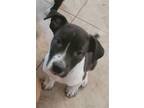 Adopt Sage a Black Labrador Retriever / Mixed dog in Justin, TX (38352771)