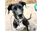 Adopt Maggie a Great Dane / Mixed dog in Bullard, TX (38212281)