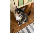 Adopt Tally a Domestic Shorthair / Mixed (short coat) cat in Hoover