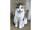 Adopt Libra a Domestic Shorthair / Mixed (short coat) cat in Jim Thorpe