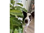 Adopt Nettie a Brown/Chocolate Blue Heeler dog in Denver, CO (38121870)