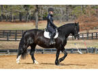 Gorgeous Black Friesian Cross English/Western Gentle for Anyone!