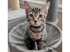 Adopt OSCAR a Brown Tabby Domestic Shorthair (short coat) cat in Diamond Bar