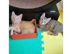 Adopt Adama and Rosalin a Orange or Red Domestic Mediumhair / Mixed cat in
