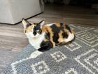Adopt Color Cats : Opal a Orange or Red (Mostly) Calico (short coat) cat in