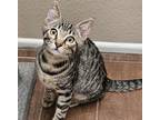 Adopt LEO a Brown Tabby Domestic Shorthair (short coat) cat in Diamond Bar