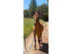 Gorgeous Silver Bay Dun Easy To Ride Trail Horse