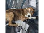 Adopt Bam Bam a Tan/Yellow/Fawn Carolina Dog / Mixed dog in joppa, MD (38183731)
