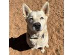 Adopt Kenai a White - with Tan, Yellow or Fawn Husky / Mixed dog in Kanab