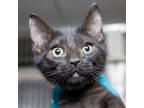 Adopt Europa a All Black Domestic Shorthair / Mixed cat in Evansville