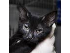 Adopt Circe a All Black Domestic Shorthair / Mixed cat in Evansville