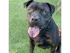 Adopt Crow a Pit Bull Terrier