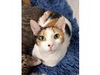 Adopt Girl Scout a Calico / Mixed (short coat) cat in Ft.