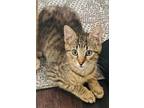 Adopt Aaron a Brown or Chocolate Domestic Shorthair / Domestic Shorthair / Mixed