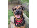 Adopt Ranger a Black Shepherd (Unknown Type) / Mixed dog in Fairfax