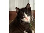 Adopt Orca a All Black Domestic Shorthair / Domestic Shorthair / Mixed cat in