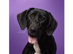 Adopt Gemini a Black - with White Treeing Walker Coonhound / Labrador Retriever