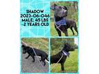 Adopt 2023-06-046 *Shadow* a Labrador Retriever / Mixed dog in Winder