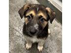 Adopt Valier a Mixed Breed