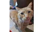 Adopt Oscar a Orange or Red Tabby Domestic Shorthair (short coat) cat in