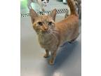 Adopt Eve a Orange or Red Domestic Shorthair / Domestic Shorthair / Mixed cat in