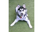 Adopt Max a Siberian Husky