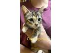 Adopt Cassiopeia a Brown or Chocolate Domestic Shorthair / Domestic Shorthair /