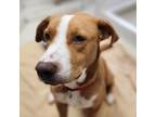 Adopt Frijole a Tan/Yellow/Fawn Labrador Retriever / Mixed dog in Austin