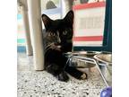 Adopt Streak a All Black Domestic Shorthair / Domestic Shorthair / Mixed (short