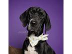 Adopt Jade a Black - with White Treeing Walker Coonhound / Labrador Retriever /
