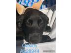 Adopt OAKLEY a Labrador Retriever, Mixed Breed