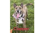 Adopt Copper a Brindle Dutch Shepherd / Mixed dog in Louisville, OH (38258417)