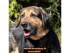 Adopt Bryce a Black German Shepherd Dog / Mixed dog in Stroudsburg