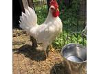 Adopt Bob a Chicken bird in Quakertown, PA (38384882)