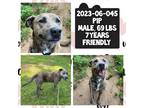 Adopt 2023-06-045 *Pip* a Labrador Retriever / Mixed dog in Winder