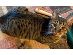 Adopt Ellie a Brown Tabby Domestic Shorthair (short coat) cat in Lincolnton