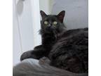 Adopt Batman a All Black Domestic Longhair / Domestic Shorthair / Mixed cat in