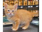 Adopt Simon a Orange or Red Tabby Domestic Shorthair (short coat) cat in