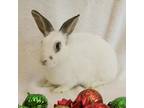 Adopt Smores a English Spot / Mixed rabbit in Miami, FL (35804076)