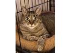 Adopt Bea Arthur a Brown Tabby Domestic Shorthair (short coat) cat in New York
